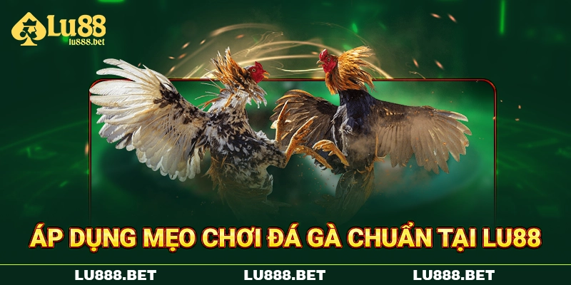 Áp dụng mẹo chơi đá gà chuẩn tại LU88