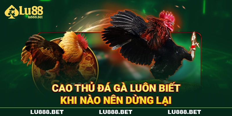 Cao thủ đá gà luôn biết khi nào nên dừng lại