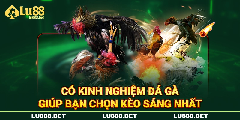 Có kinh nghiệm đá gà giúp bạn chọn kèo sáng nhất