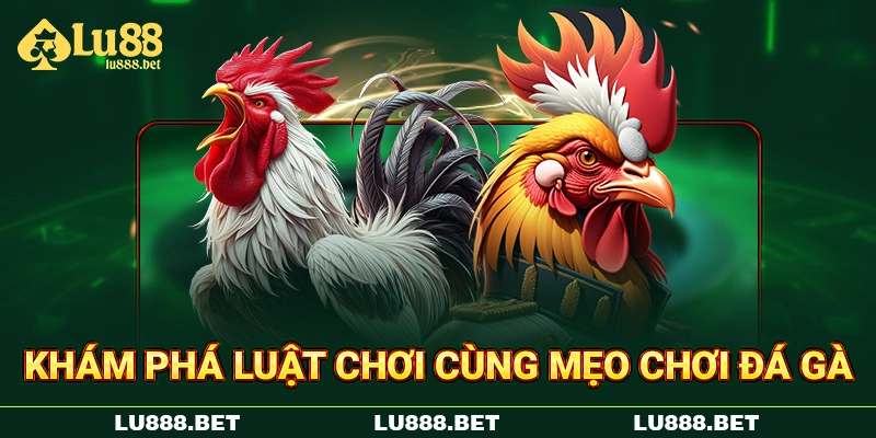 Khám phá luật chơi cùng mẹo chơi đá gà