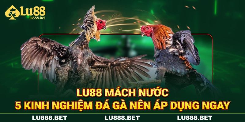 LU88 mách nước 5 kinh nghiệm đá gà nên áp dụng ngay