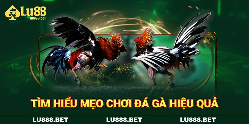 Tìm hiểu mẹo chơi đá gà hiệu quả